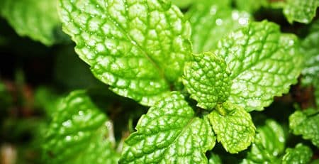 Masaj cu ulei de menta